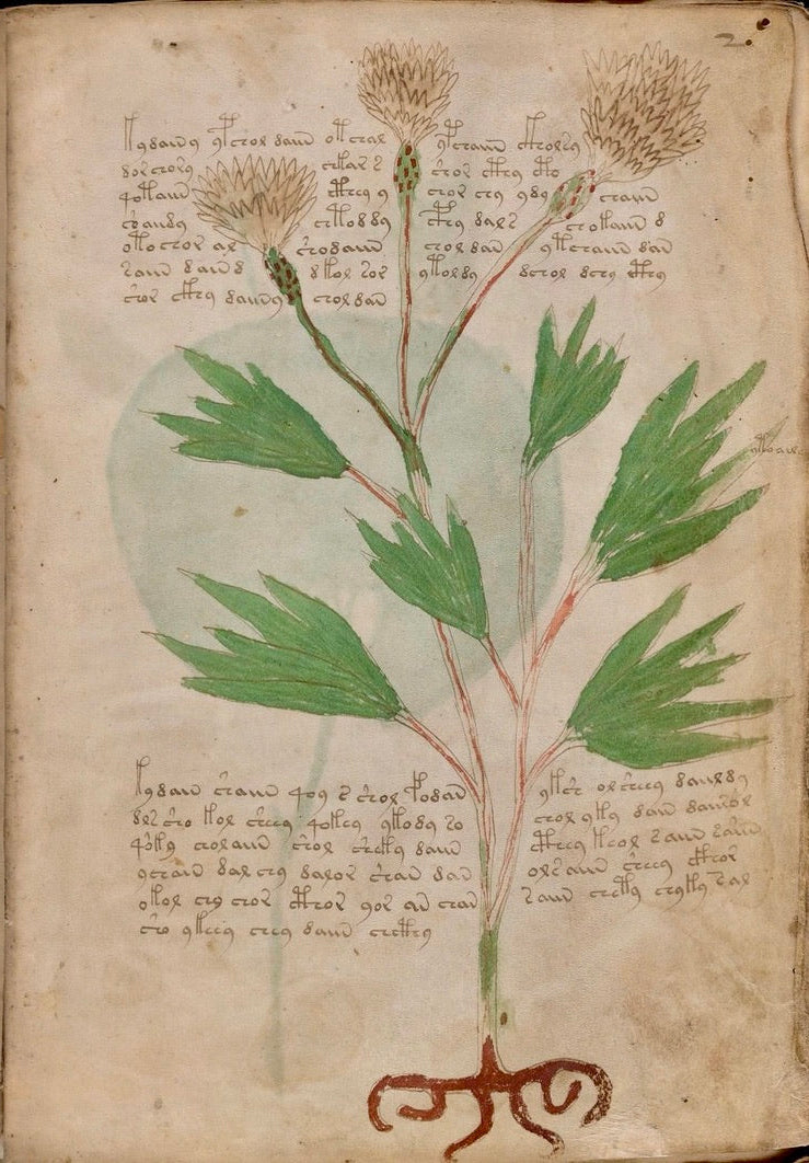 Medieval Botanical Green Print Scarf