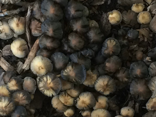 Magical Mushrooms Scarf